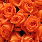 オレンジのバラの画像