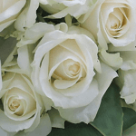 白いバラの画像