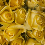 黄色のバラの画像