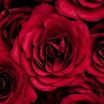 赤いバラの画像